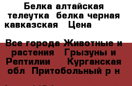 Белка алтайская телеутка, белка черная кавказская › Цена ­ 5 000 - Все города Животные и растения » Грызуны и Рептилии   . Курганская обл.,Притобольный р-н